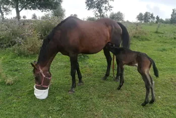 A mare with her foal