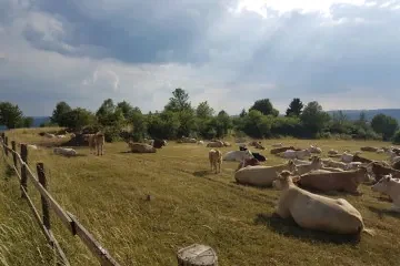 Cattle grazing on mountain meadows